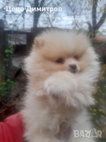 мъжко померанче  →
		Обява 52450552