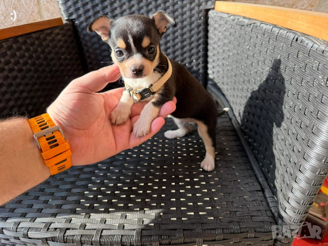 Чихупинчер Женски Актулано от 22.11.2025
                

                гр. Варна, ХЕИ
                вчера

                                                            450 лв 
                        230,08 €