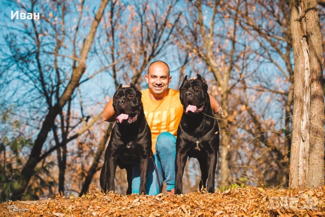 Cane Corso ELITE →
Обява 52355264 Cane Corso ELITE →
Обява 52355264