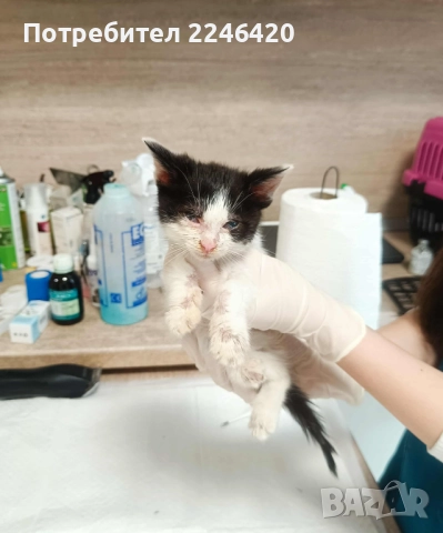 2-месечно момченце търси дом! →
Обява 52410961 2-месечно момченце търси дом! →
Обява 52410961