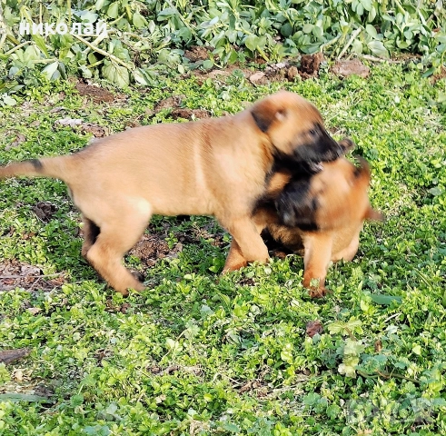 Малки кученца белгийска овчарка  →
		Обява 52975832