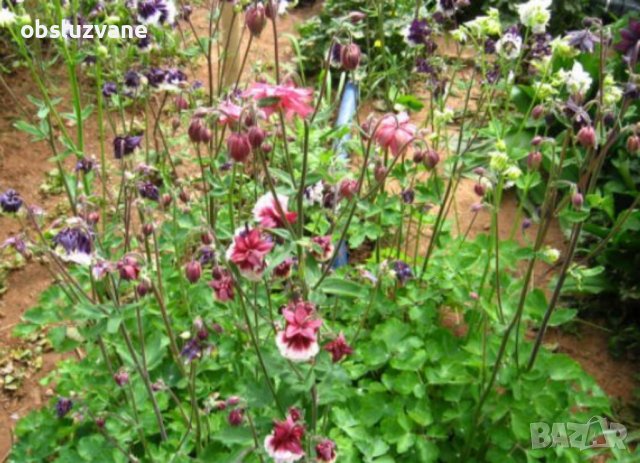 Кандилки, микс, семена 💥