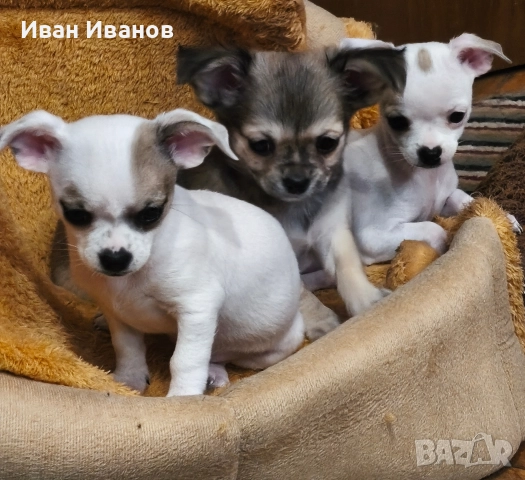 Чихуахуа →
Обява 52725019 Чихуахуа →
Обява 52725019