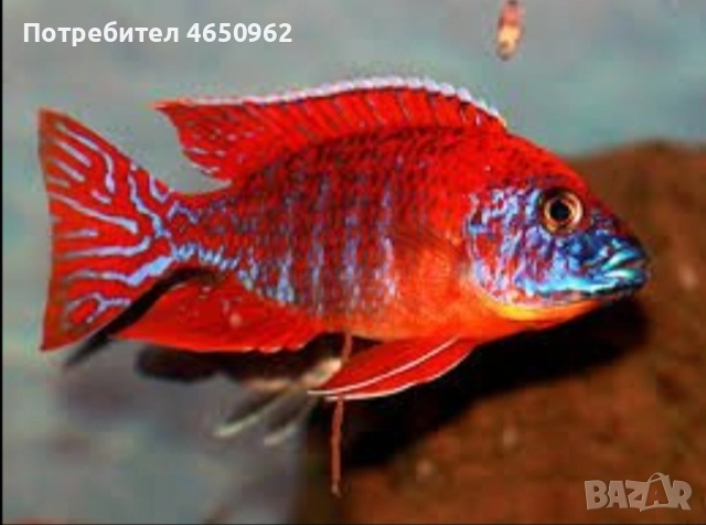 Аквариумни риби, африкански цихлиди от езерото Малави
гр. София, Лозенец
вчера
Договаряне Аквариумни риби, африкански цихлиди от езерото Малави
гр. София, Лозенец
вчера
Договаряне