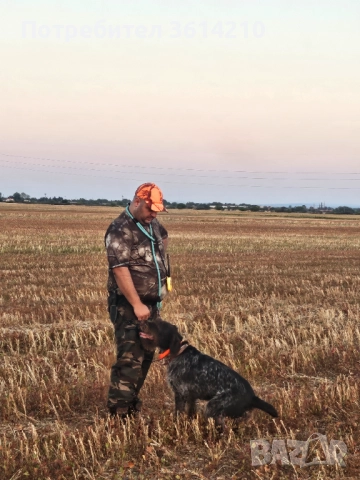 Продавам малки Дратхари от елитни родители, отлична работна линия. Кученцата са на 2 месеца, жизнени →
Обява 52509695 Продавам малки Дратхари от елитни родители, отлична работна линия. Кученцата са на 2 месеца, жизнени →
Обява 52509695