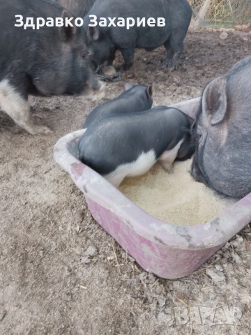 Продавам виетнамски прасета 
                

                гр. Димитровград, Хасково
                вчера

                                                            150 лв 
                        76,69 €