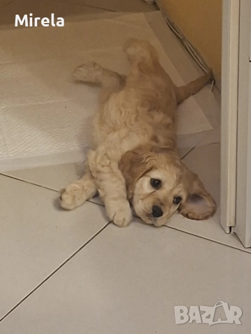 Кокер шпаньол  →
		Обява 52580773