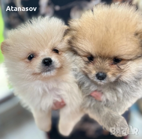 Померан Померанче →
		Обява 52429971