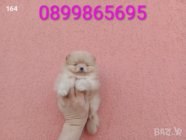 Мъжки Померан Реални снимки от 24.11.25 г. 
                

                гр. Пазарджик, Запад
                вчера

                                                            950 лв 
                        485,73 €