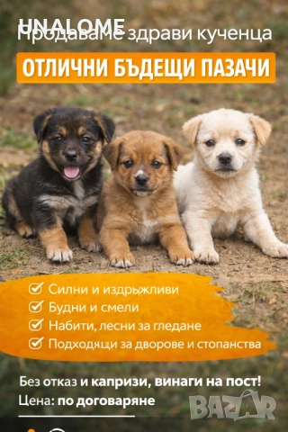 Продаваме кученца – овчарско–териерен тип мелези 🐶 →
Обява 52988502 Продаваме кученца – овчарско–териерен тип мелези 🐶 →
Обява 52988502