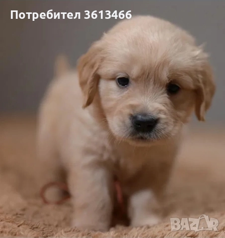 Чистокръвен голдън ретривър мъжко →
		Обява 50903635