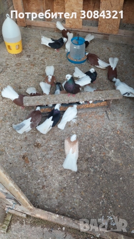 Продавам белослатински белоглави гълъби 
                

                гр. Сливница, София област
                днес

                                                            365 лв 
                        186,62 €