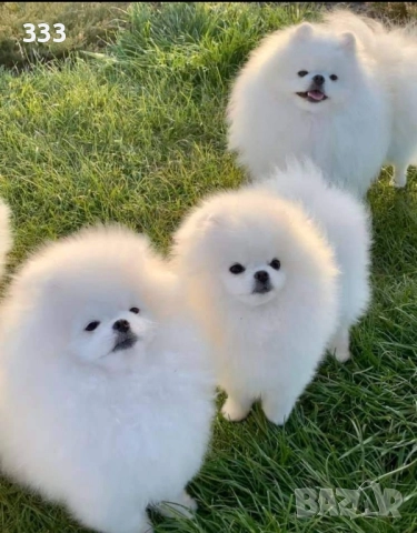 Купувам Померани  →
		Обява 51780625