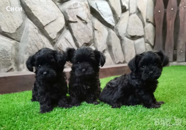 Йоркипу →
		Обява 52255445