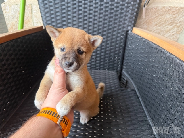 Шиба Ину Актуално от 29.11.2025 →
		Обява 52501875