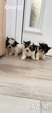 Бивер Йоркширски териер →
		Обява 52270033