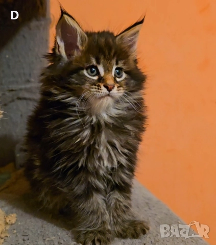 Уникални Мейн Куни пухкави →
Обява 52113146 Уникални Мейн Куни пухкави →
Обява 52113146