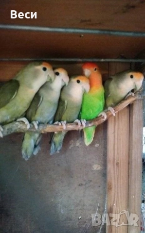 Ято неразделки →
		Обява 52909602