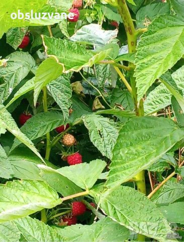 Свежи листа малина 💥