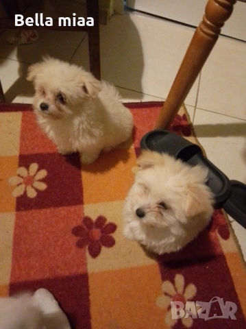 плачеща болонка … →
Обява 52309070 плачеща болонка … →
Обява 52309070