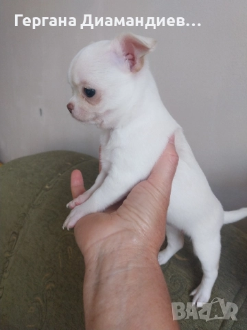 продавам чихуахуа  →
		Обява 52400941