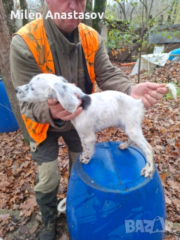 Продавам английско сетерче →
		Обява 52061040