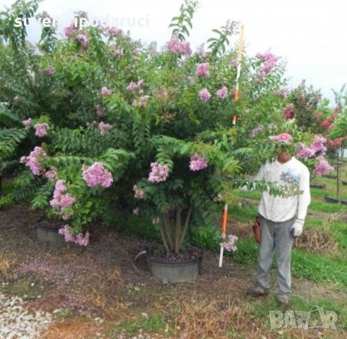 Продавам ИНДИЙСКИ ЛЮЛЯК (Lagerstroemia indica) от 80 см до 4м. подготвени в контейнер(саксия)  , снимка 9 - Градински цветя и растения - 32610145