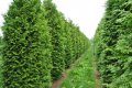 Западна туя Фастигиата Thuja occidentalis Fastigiata , снимка 2