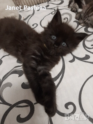 Мейн кун →
Обява 52322892 Мейн кун →
Обява 52322892