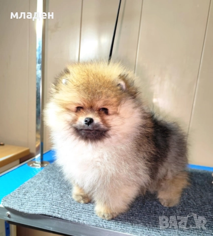 померан →
		Обява 52998650