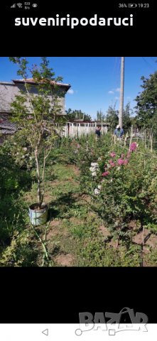 Продавам ИНДИЙСКИ ЛЮЛЯК (Lagerstroemia indica) от 80 см до 4м. подготвени в контейнер(саксия)  , снимка 13 - Градински цветя и растения - 32610145