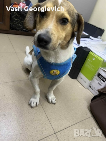 Куче търси стопанин.  →
		Обява 52565292