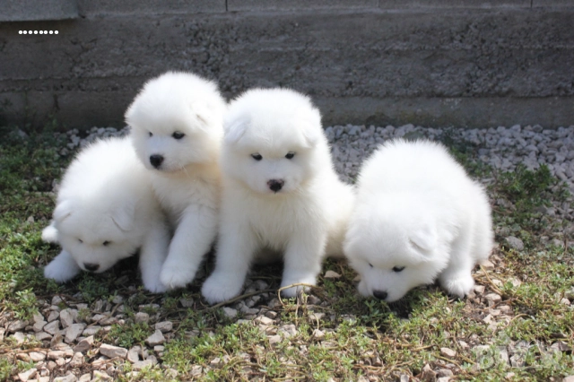 Самоед бебета →
Обява 51998559 Самоед бебета →
Обява 51998559