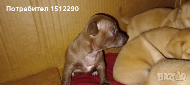 новородени кученца Чихупинчер →
Обява 52335465 новородени кученца Чихупинчер →
Обява 52335465