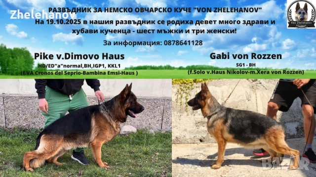 Немска Овчарка от Развъдник "Von Zhelehanov"
                
                гр. Кнежа, Плевен
                днес
                                    Договаряне Немска Овчарка от Развъдник "Von Zhelehanov"
                
                гр. Кнежа, Плевен
                днес
                                    Договаряне