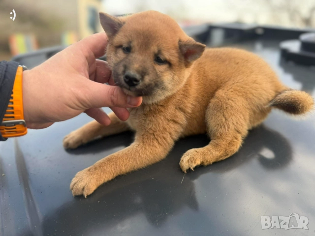 Шиба Ину Актуално от 22.11.2025
                

                гр. Варна, ХЕИ
                вчера

                                                            1 000 лв 
                        511,29 €