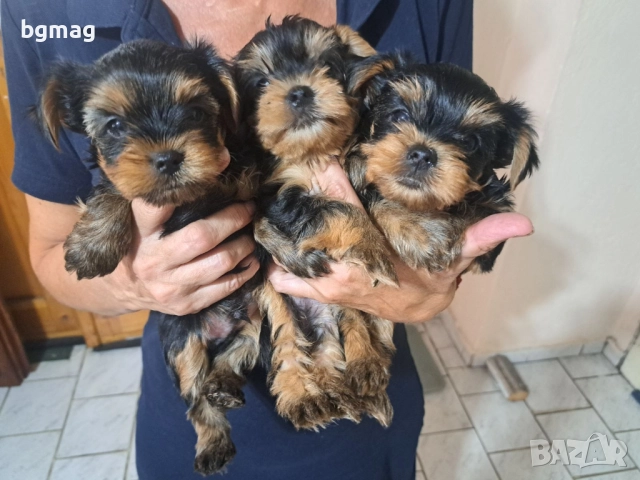 Йоркширски териер мини йорки. →
Обява 51929023 Йоркширски териер мини йорки. →
Обява 51929023