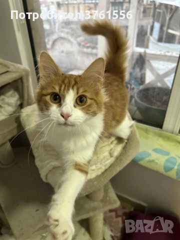 Подарявям Ангорско коте →
		Обява 52929199