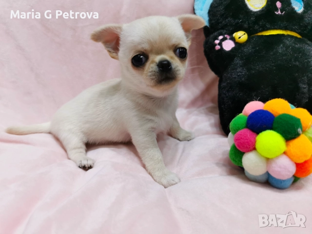 Мини момче
                

                гр. Троян, Ловеч
                днес

                                    1 500 лв 
                    766,94 €