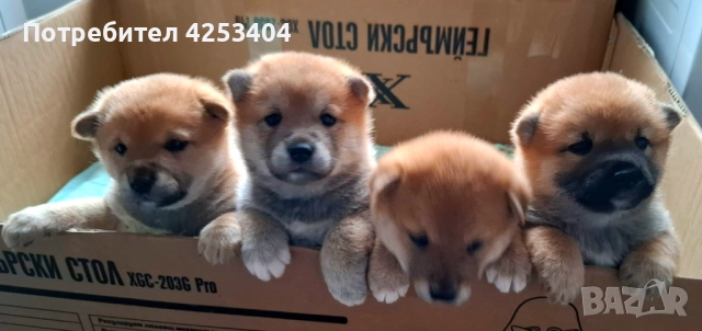 Шиба Ину на един месец →
Обява 52842031 Шиба Ину на един месец →
Обява 52842031