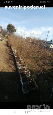 Продавам ИНДИЙСКИ ЛЮЛЯК (Lagerstroemia indica) от 80 см до 4м. подготвени в контейнер(саксия)  , снимка 15 - Градински цветя и растения - 32610145