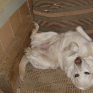 Хотел за кучета и Развъдник за Лабрадори, снимка 3 - Ветеринари и услуги - 15194980