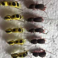изкуствени мухи за риболов на кефал, снимка 6 - Такъми - 12372194