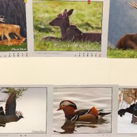 Фотоси художествена фотография - диви животни (2-ра група), снимка 2 - Колекции - 25058774