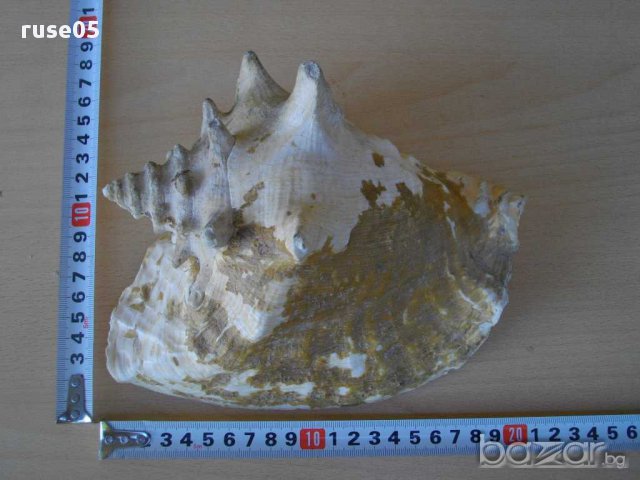 Раковина - 2, снимка 5 - Други ценни предмети - 14604967