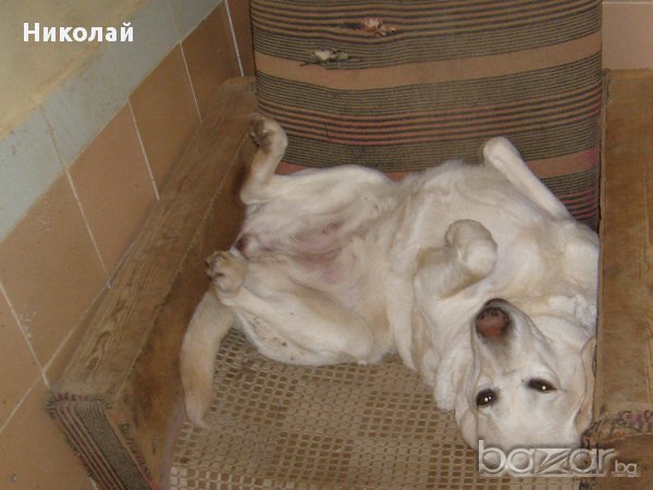 Хотел за кучета и Развъдник за Лабрадори, снимка 3 - Ветеринари и услуги - 15194980