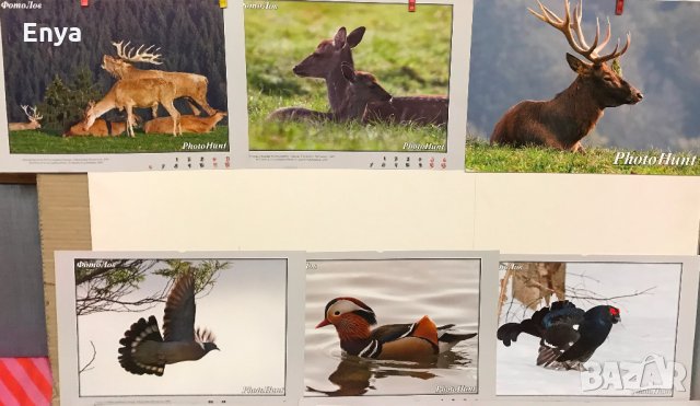 Фотоси художествена фотография - диви животни (2-ра група), снимка 2 - Колекции - 25058774