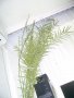 28-годишна финикова палма (Arecaceae Phoenix), снимка 9