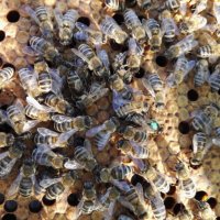 Пчелни майки, снимка 4 - Други животни - 18653942