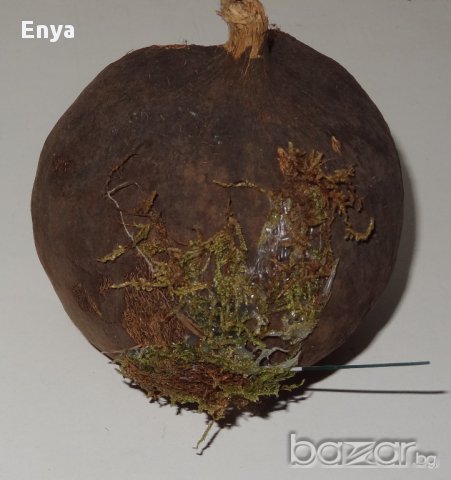 ЧЕРУПКА ОТ ТРОПИЧЕСКИ ПЛОД - за декорация, снимка 2 - Декорация за дома - 17681494